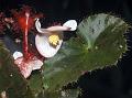 Limpricht Begonia